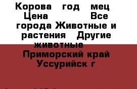 Корова 1 год 4 мец › Цена ­ 27 000 - Все города Животные и растения » Другие животные   . Приморский край,Уссурийск г.